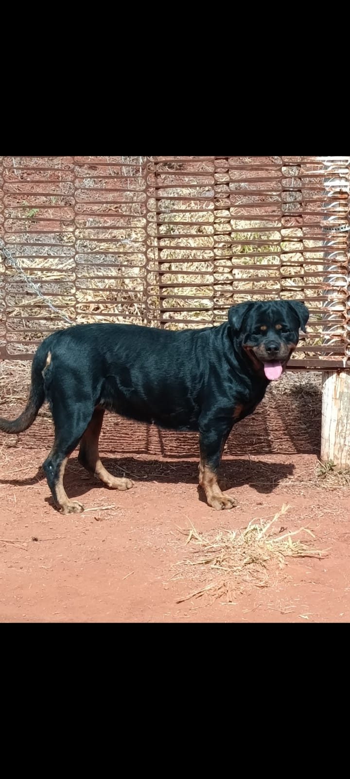 Rottweiler adestrado por John