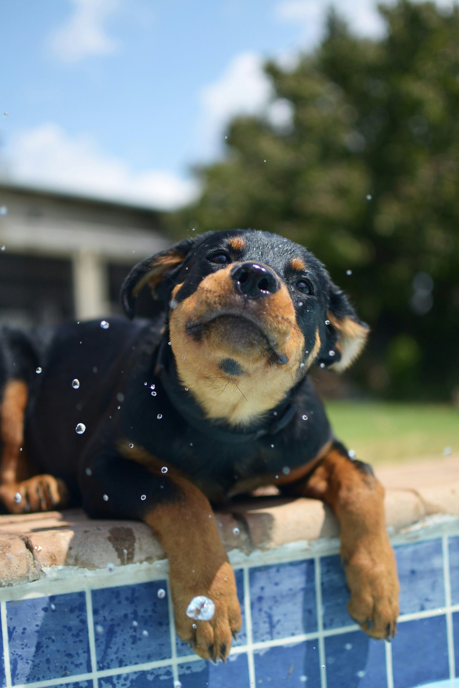 Filhote de Rottweiler