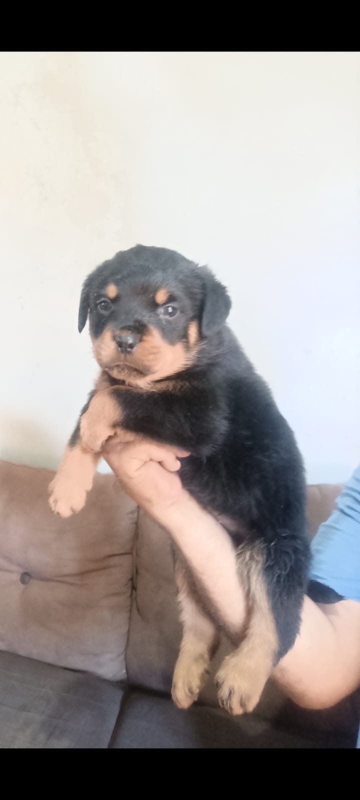 Filhote de Rottweiler