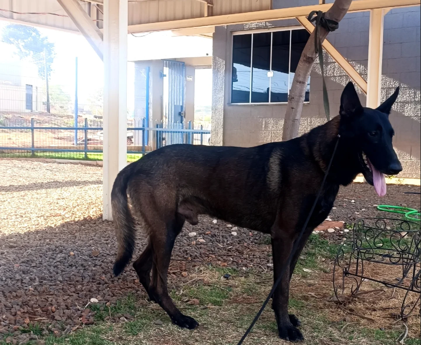 Rottweiler em treinamento ao ar livre