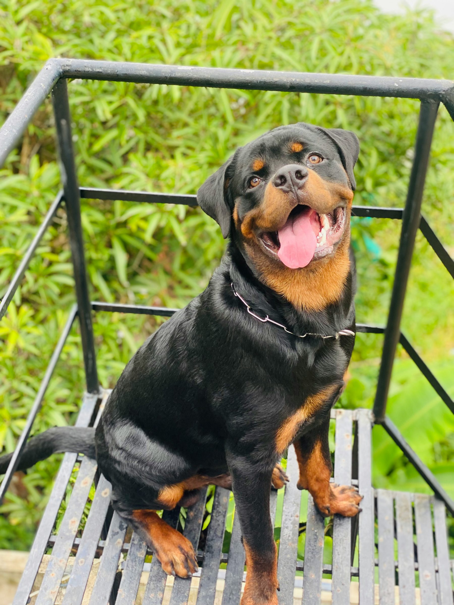 Rottweiler adulto